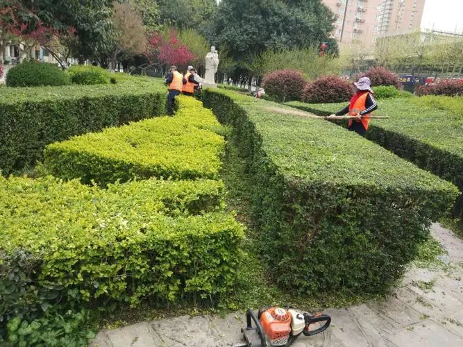 花坛遭践踏、树木遭悲剧修剪！风景园林管理难题引关注