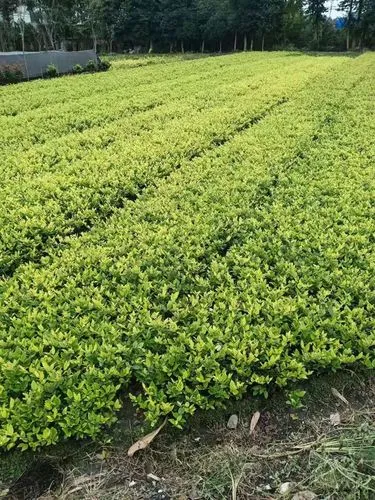 珠海道路园林绿化工程预算