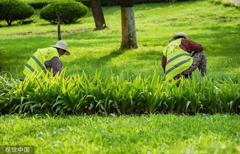 群众关注园林管理的窘境：绿化维护人手不足、沟通缺失！